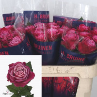 Rose Susan 40 sm