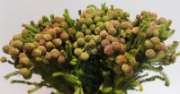 Brunia Berzelia Galpinii  X10