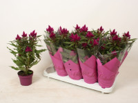 Cellosia Deep Purple 12/40