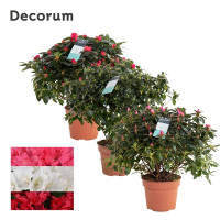 Azalea Mix Decorum 9/17