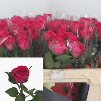 Rose Wink 40 sm