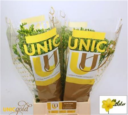 Fr En Dukaat Unicgold