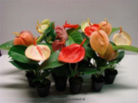 Anthu Sc Mix