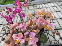 Phal 2/3-tak Aromio Butterly Mutant Mix 12/35
