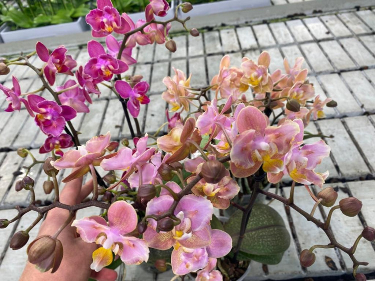 Phal 2/3-tak Aromio Butterly Mutant Mix 12/35
