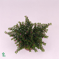 Cuphea Hyssopifolia