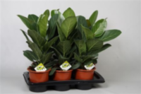 Ficus Be Aurey (grower)