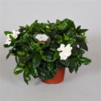 Gardenia Jasmin (decorum)