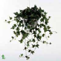 Hedera He Diny Hang Pot