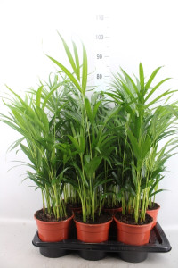 Dypsis Lutescens 17/100