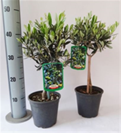 Olea Europaea Op Stam