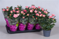 Rosa Patio Noriko (grower)