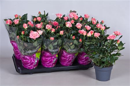Rosa Patio Noriko (grower)
