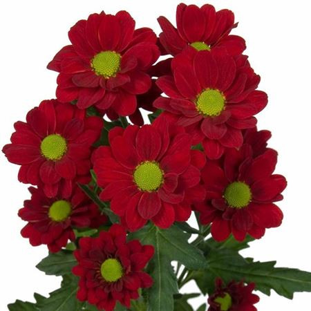 Chr T Redbone  X5