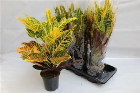 Codiaeum Excellent Кротон 17/65