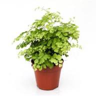 Adianthus Rad Fragrans 13/30 - B009751_0015022155_H_1