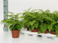 Adianthus Rad Fragrans 13/30