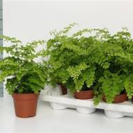 Adianthus Rad Fragrans 13/30 - X978178_H_1