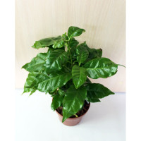 Crassula Ova Hobbit  510/15