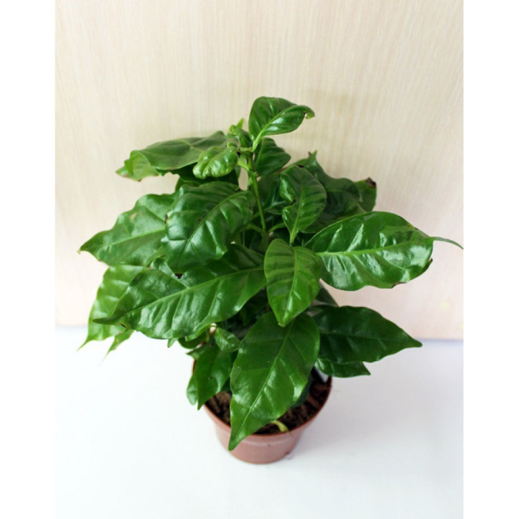 Crassula Ova Hobbit  510/15