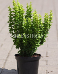 Berberis Thunbergii 17/20