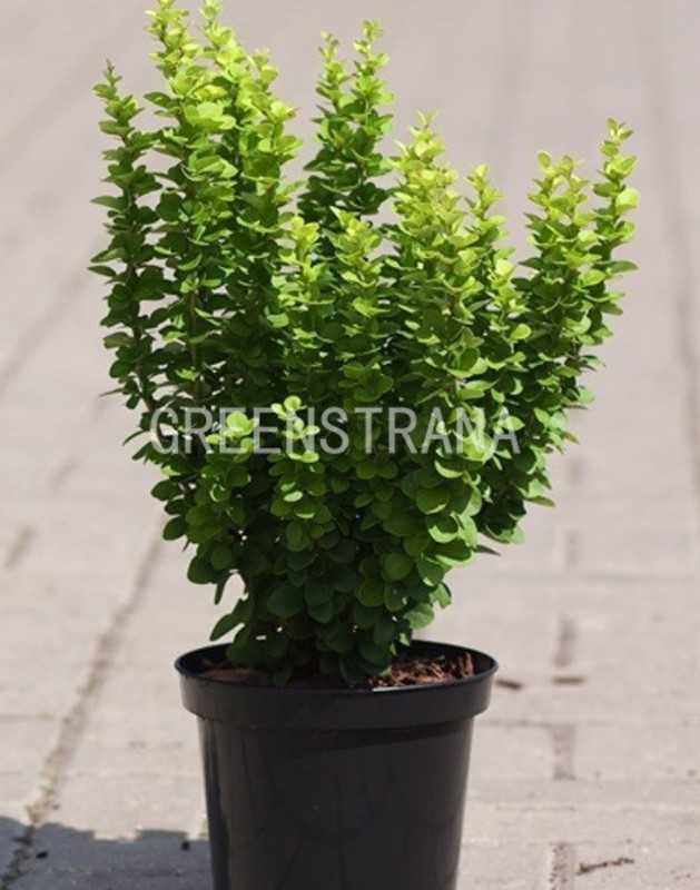 Berberis Thunbergii 17/20