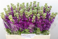 Matthiola Milla Salmon X10