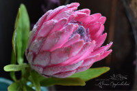 Protea Penny Pink X5