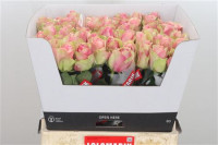 Rose Belle Rose 60 sm