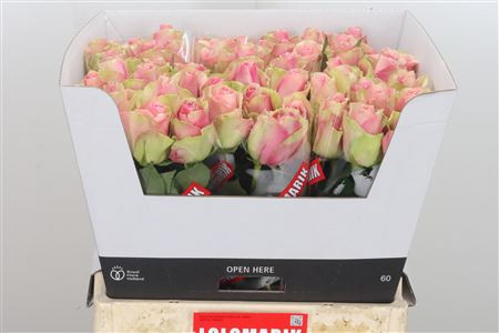 Rose Belle Rose 60 sm