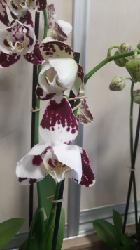 Phal 2/3-tak Mutant Aromio Mixt 12/35