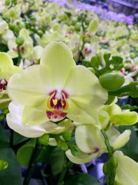 Phal Mutant Afterglow 3lips 12/55