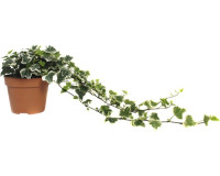 Hedera Helix White Wonder 13/20