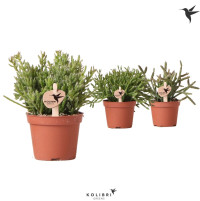 Rhipsalis 20/50
