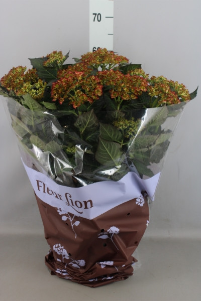 Hydrangea Adula 13/40