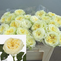 Rose Wedding Spirit Super 50 sm