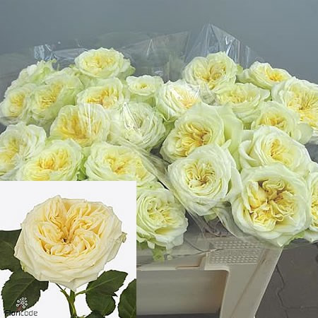 Rose Wedding Spirit Super 50 sm