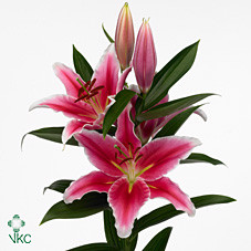 Lilium Oriental Duet Tanya X10 Holland