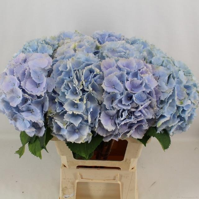 Hydr S Verena Blue Classic  65 cm X5