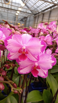 Phal 2 Bo Toshi 12/60