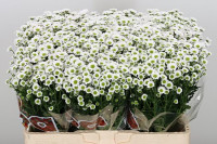 Chr Santini Lindi White 55 sm 110g X25
