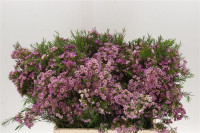 Chamelaucium Adi White