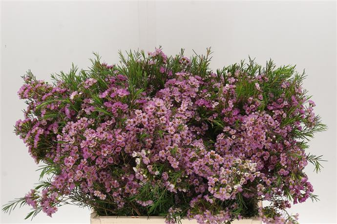 Chamelaucium Adi White