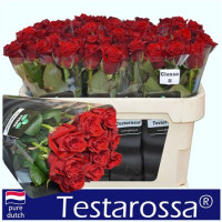 Rose Testarossa 90 sm