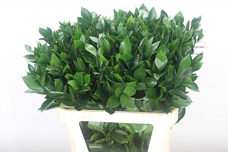 Ruscus Hypophyllum 80 sm