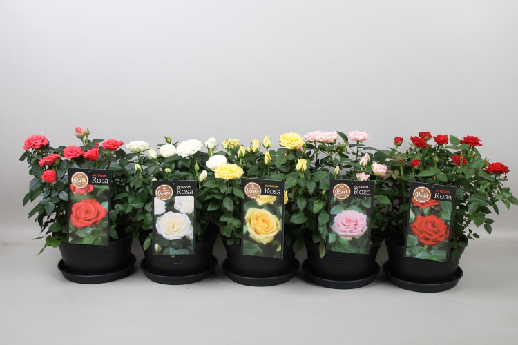 Rosa Favorite Ro White 17/40