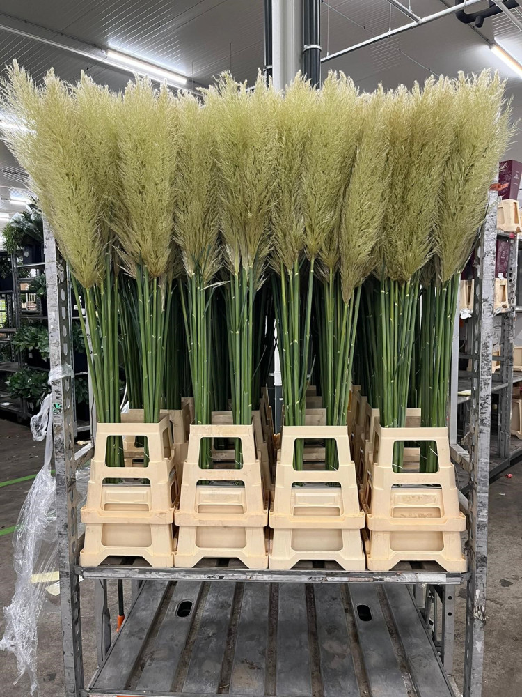 Cortaderia Evita Х10