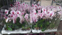 Phal A2 Swan Red  7/35