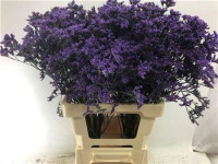 Limonium Maine Blue Holland