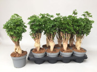 Polyscias Parsley Bonsai 12/40
